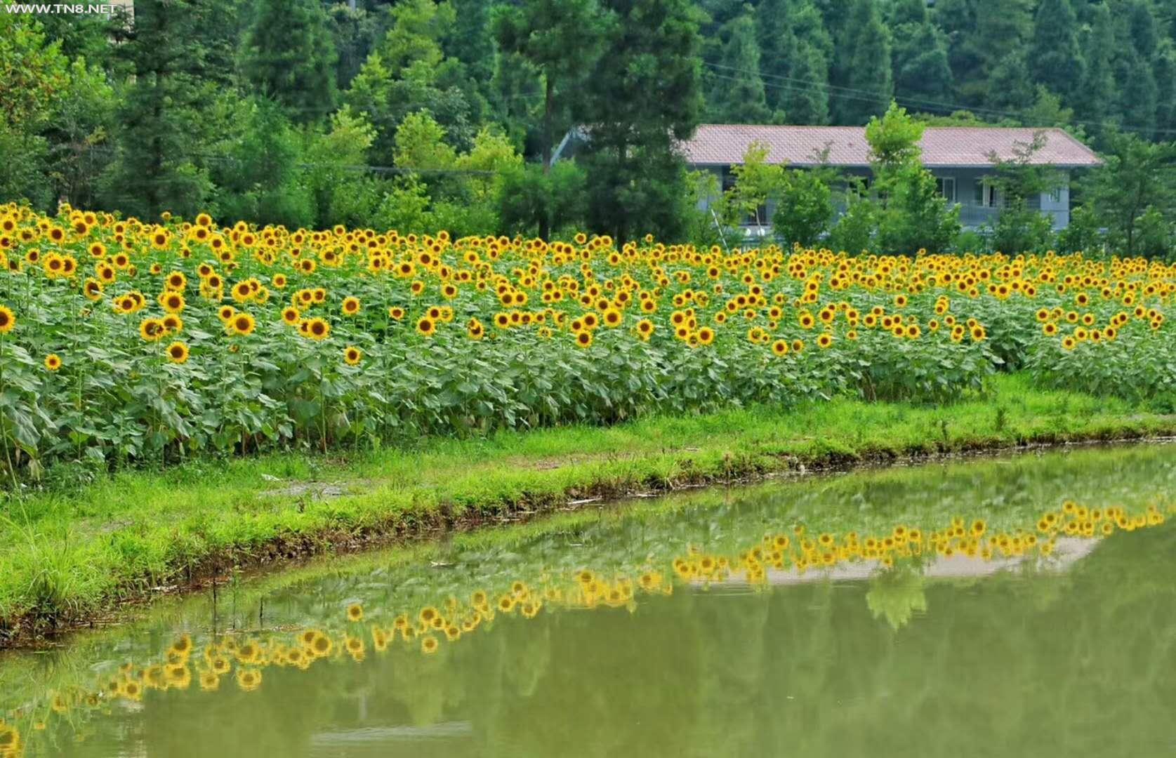  重庆绝美露营避暑地曝光，湖边葵花绽放不去太可惜