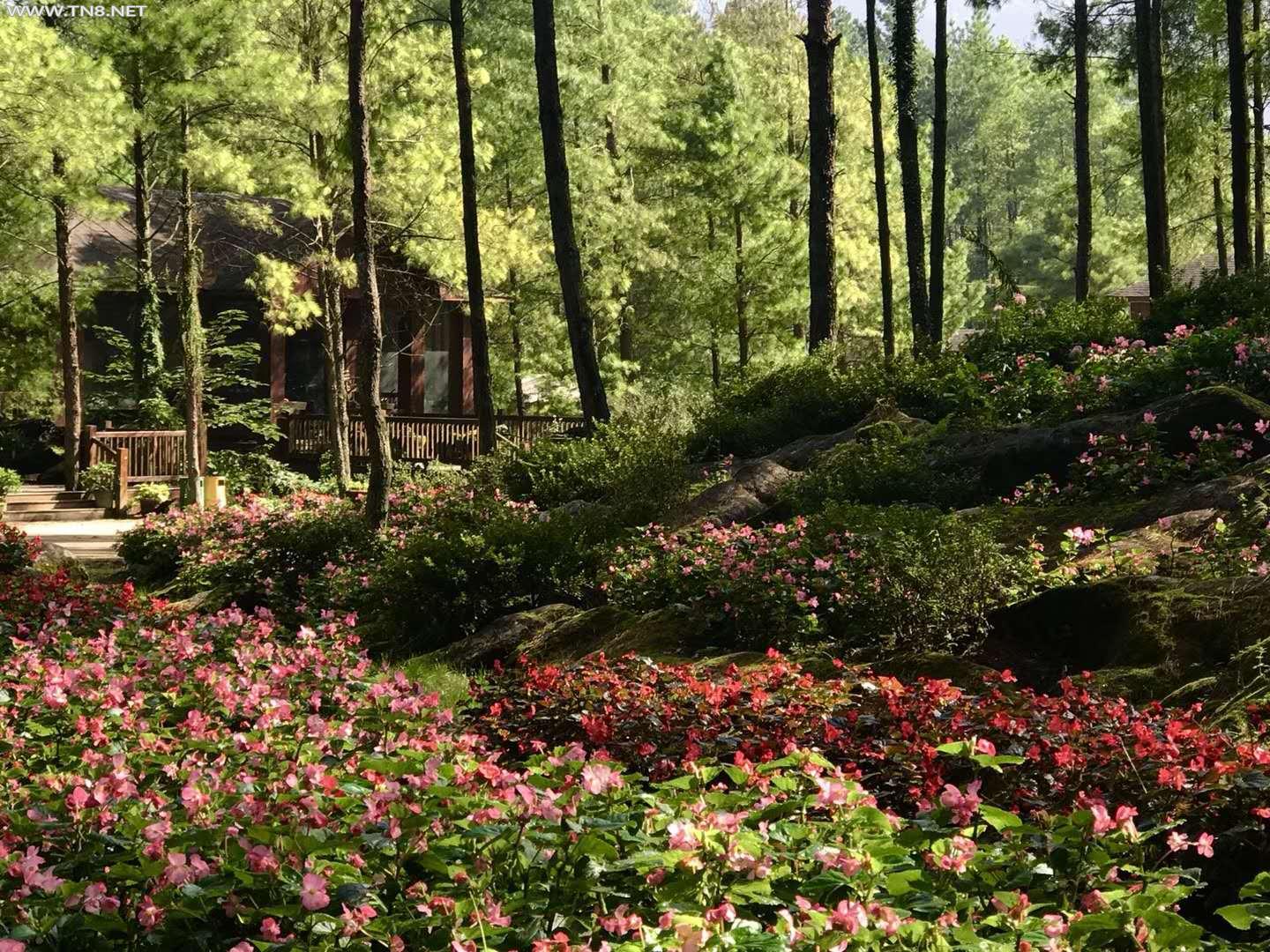  重庆大木林下花园满山海棠 入冬前最后的赏花季
