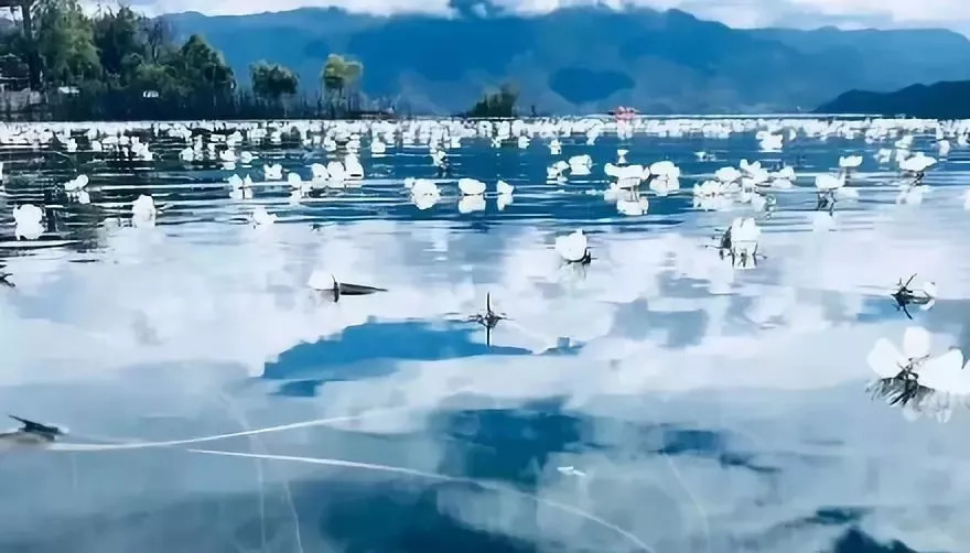 秋冬出游泸沽湖的看“水性杨花”