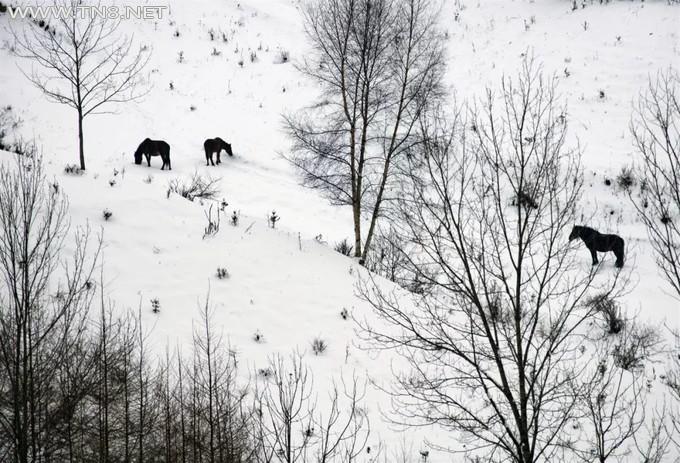 甘肃陇南千坝草原,现在竟然可以看雪景？