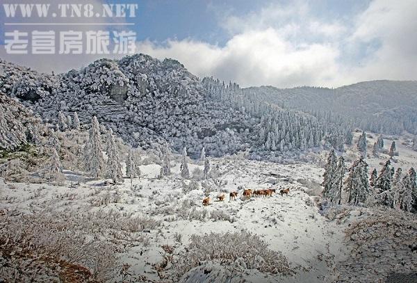 武隆· 仙女山

国家AAAAA级景区，重庆十佳旅游景点。拥有10万亩草原和33万亩森林，雪景俯瞰之下特别壮观。乘坐极具异域风景的观光小火车，穿越在冰雪童话世界，画面超级唯美浪漫。（相关阅读：重庆到武隆怎么走方便、最快?(含多种交通方式)）