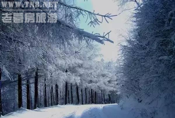 巫山 · 梨子坪

市级森林公园，拥有数万亩林地。冬天下雪之后，完全被白雪覆盖，神奇的冰柱随处可见，天然纯洁、晶莹剔透。