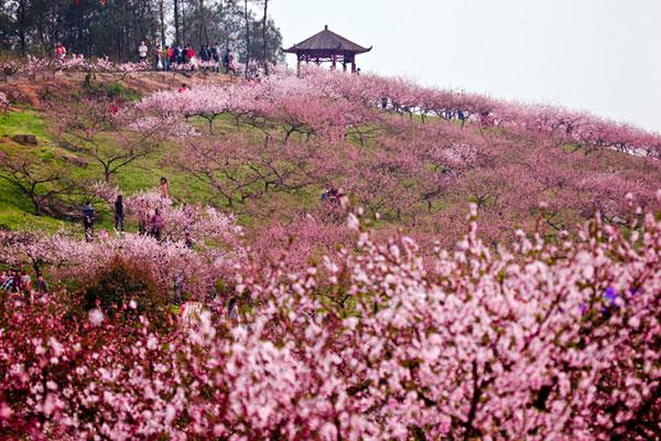 虎峰山桃花