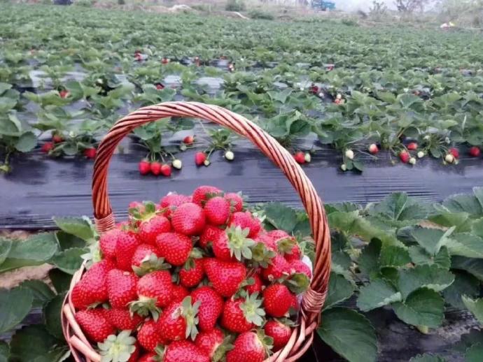 草莓.jpg 草莓.jpg