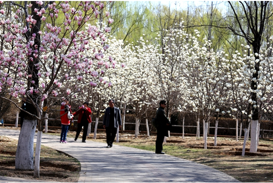 在重庆三月赏花,南山樱花节怎能错过
